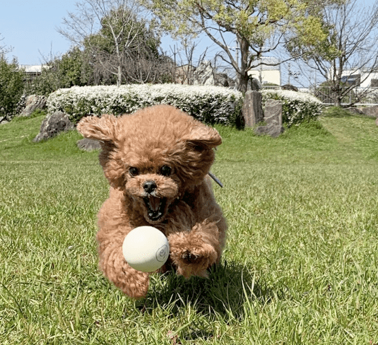 贵宾频繁捡东西回家惹得铲屎官哭笑不得宝贝咱家不是收破烂的