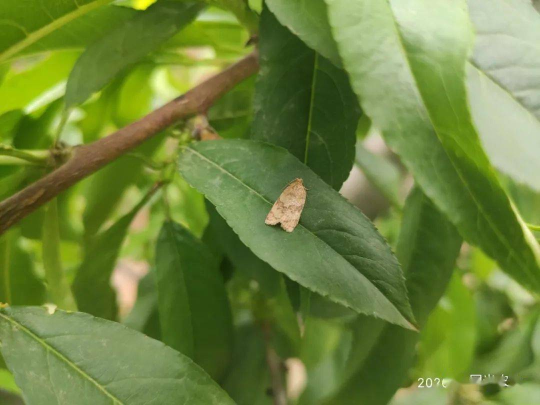 【技术】桃叶卷曲连缀,可不是病哟!