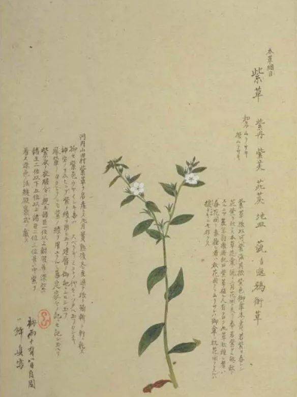 众筹田野里不起眼的一株草做成了民间千年古方万用膏