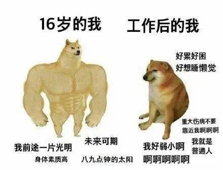 双狗对比表情包