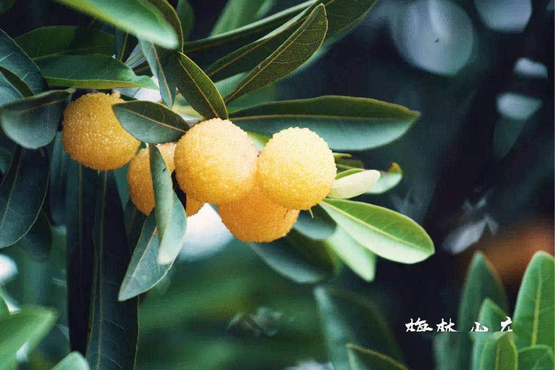 水晶白杨梅的原产地终于被发现隐藏20年的梅林山庄浮出水面