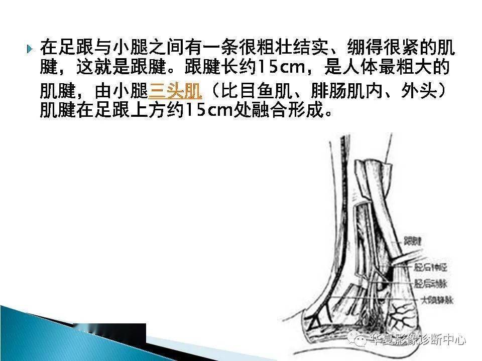 踝關節的解剖及mri掃描技術