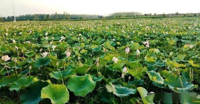 新蔡县河坞乡荷花盛开飘芳香靓丽乡村入画卷