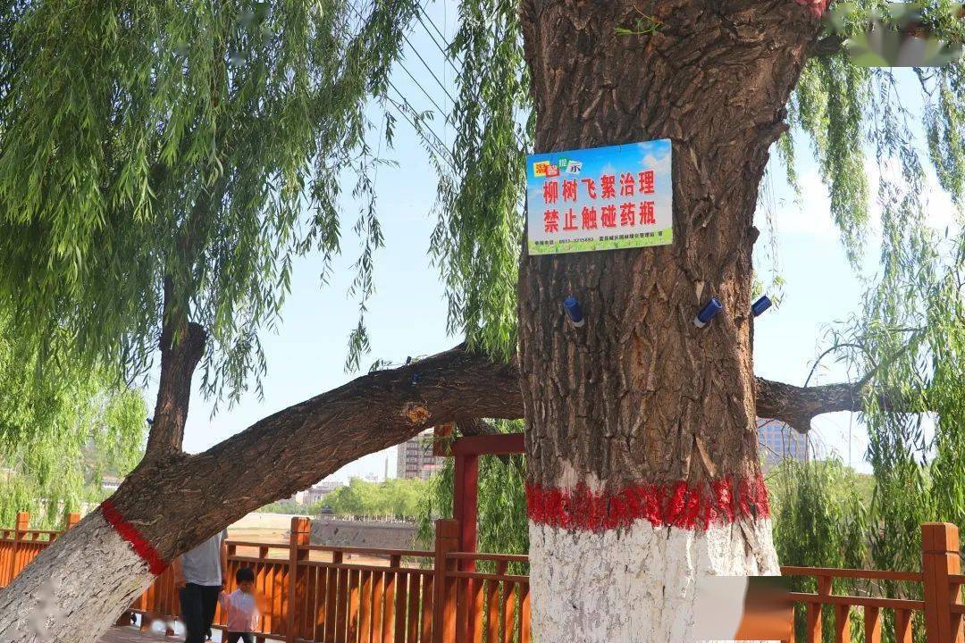 在路段醒目位置悬挂"柳树飞絮治理,禁止触碰药瓶"的警示牌.