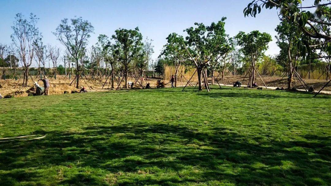 最新彭山竹韵廊公园即将完工啦