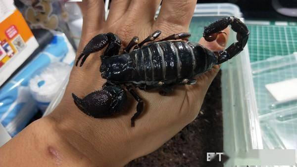 蝎妈背上全是宝宝 用嘴交配还跳舞