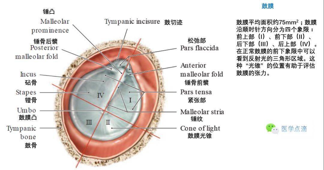 影像解剖丨外耳中耳内耳解剖