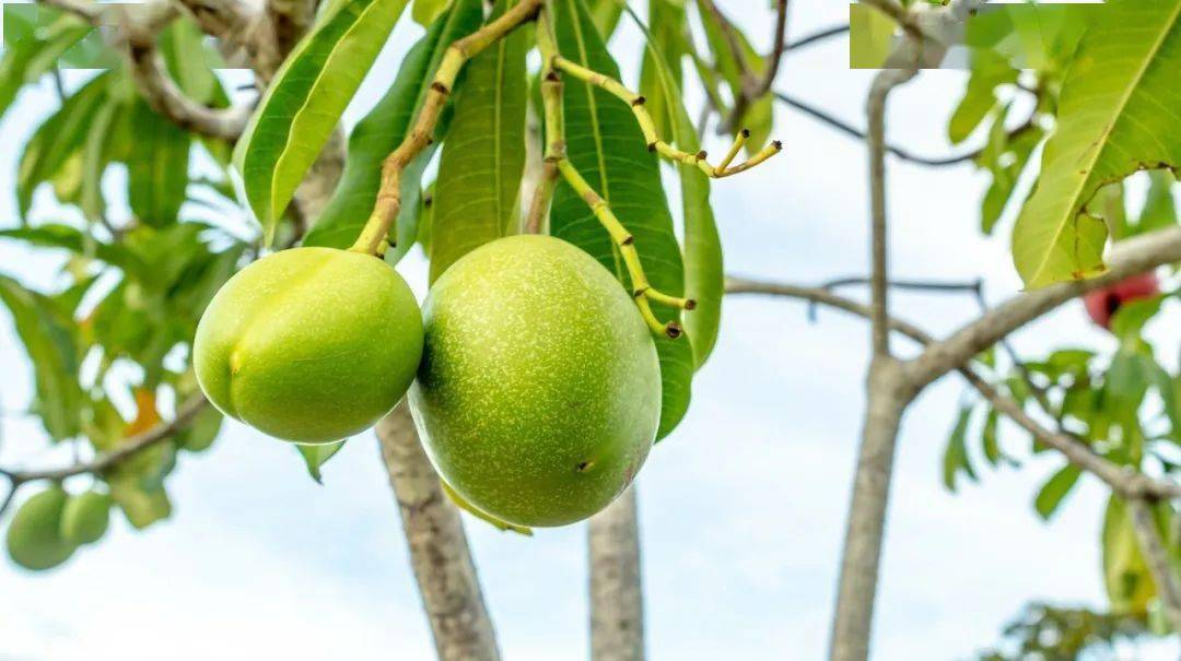 扩散周知深圳的绿化芒别再摘了还有这种山寨芒果含剧毒