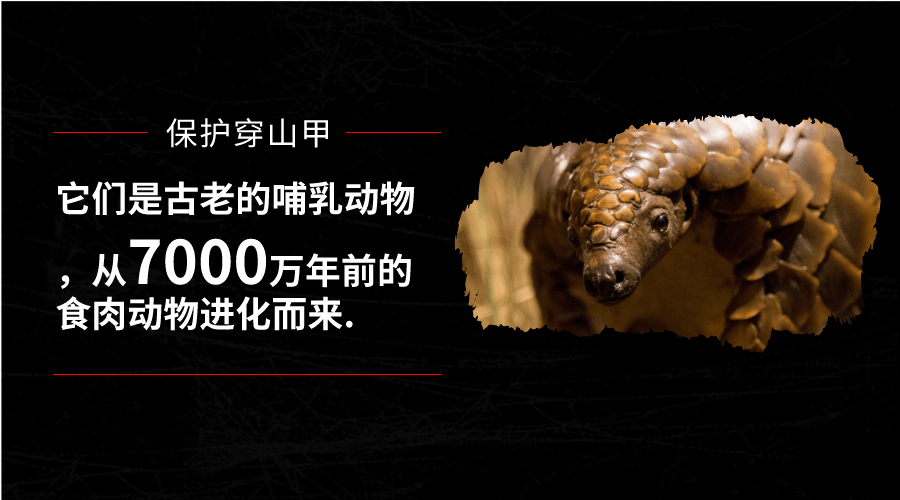 穿山甲由国家二级保护野生动物调整为一级
