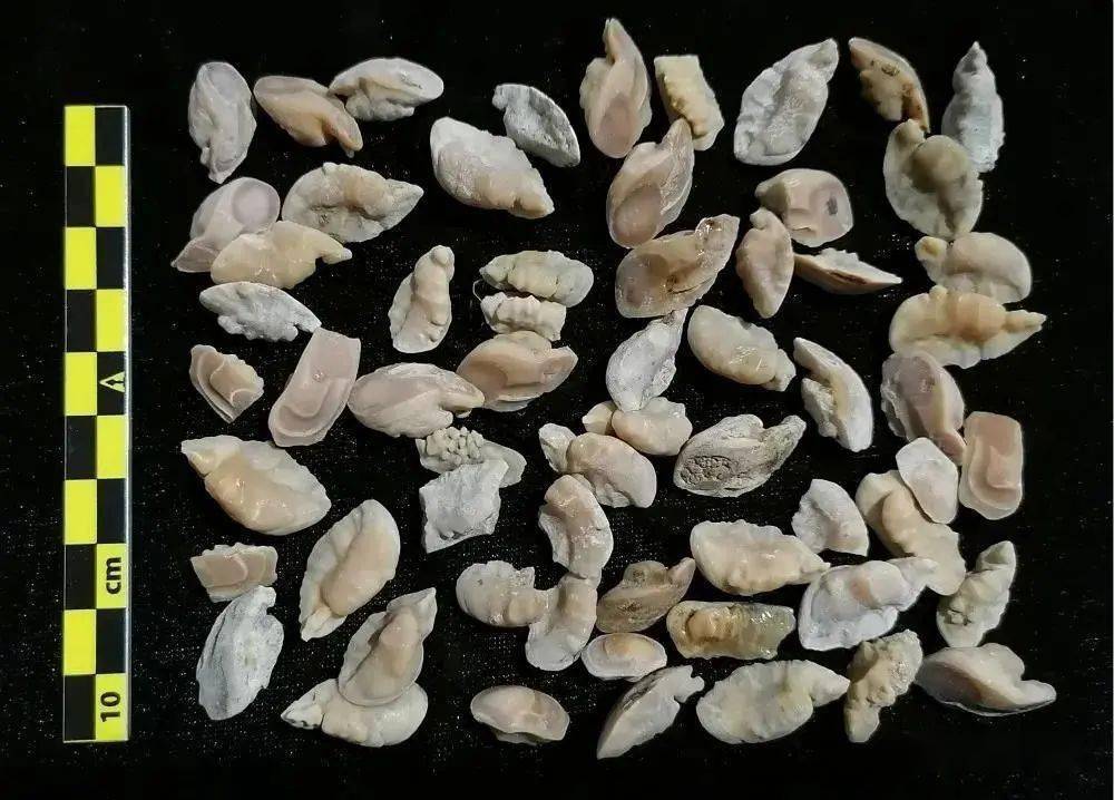 海鱼耳石2,人工制品.