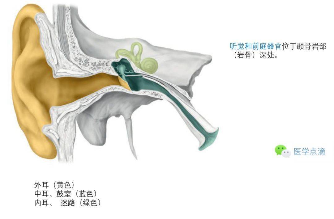 影像解剖丨外耳中耳内耳解剖
