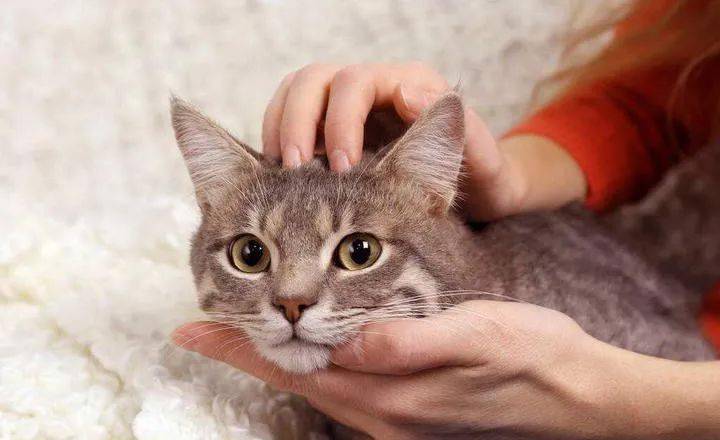 猫 求你快带我去医院吧 太疼了 猫咪