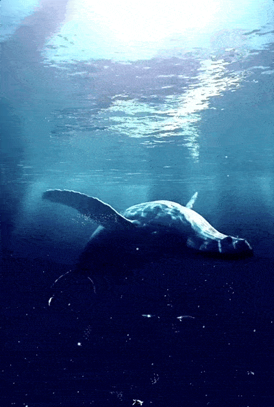 生当似鹏起终当如鲸落