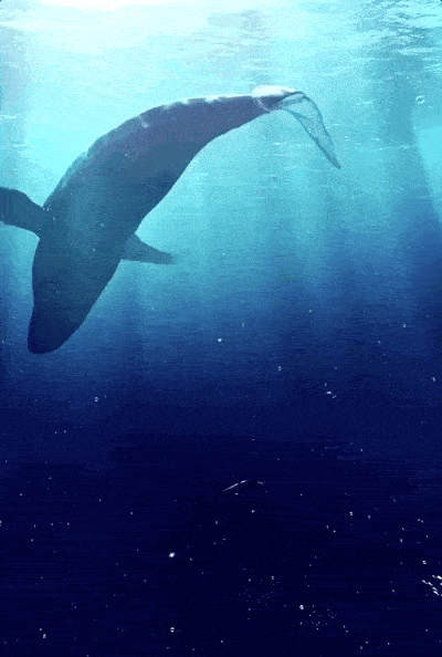 鲸落,从字面含义来看, 它描述的是逝去的鲸缓缓沉入海底, 不断被