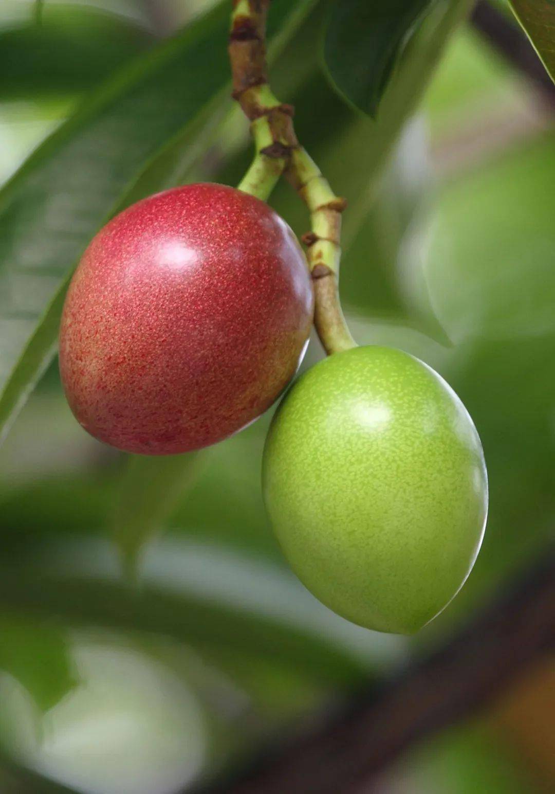 roadsidemangoesnotedible深圳路边这种野芒果千万别摘吃了会致命