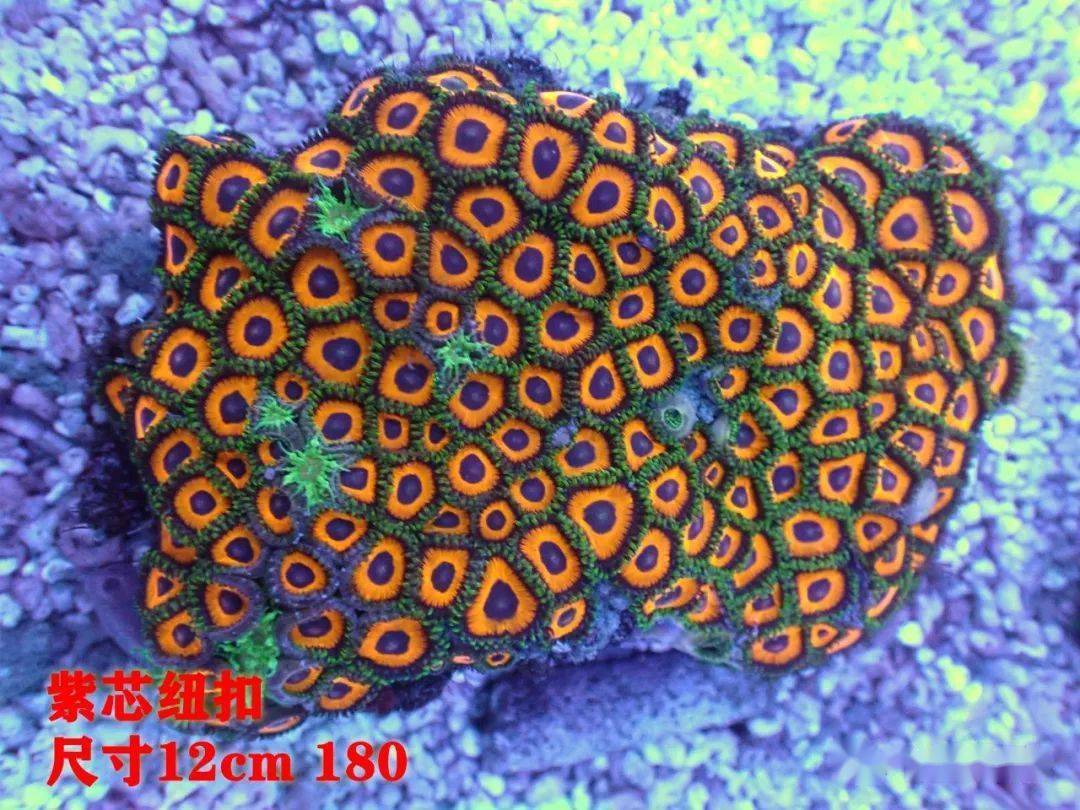 广州前海水族生物清单_珊瑚