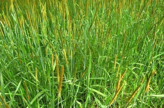 首先要知道,看麦娘属于禾本科麦娘属的一年生植物,植株茎干少且多是