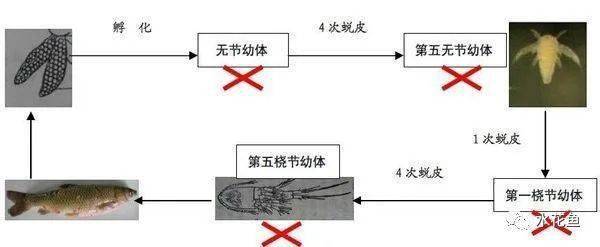 养鱼知识