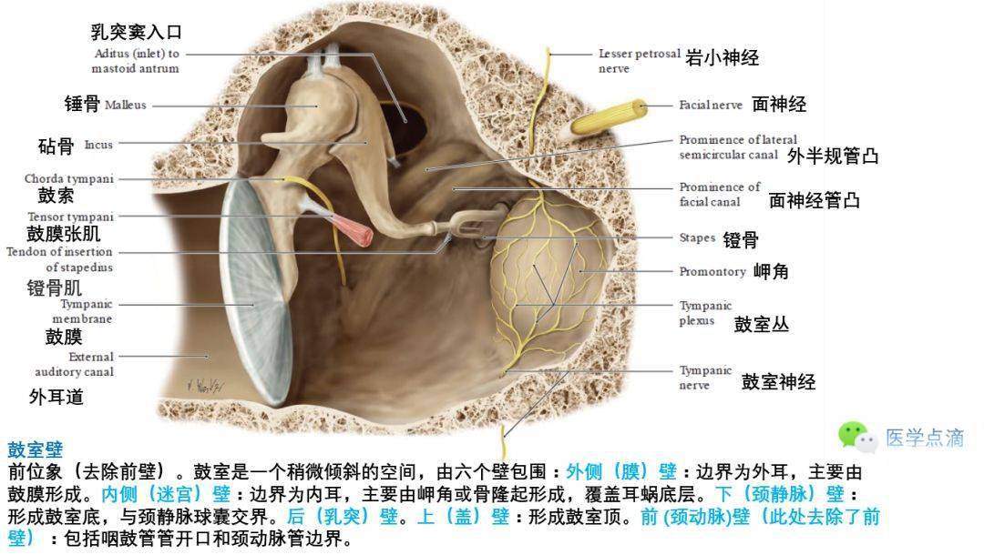 鼓室外侧壁图片图片