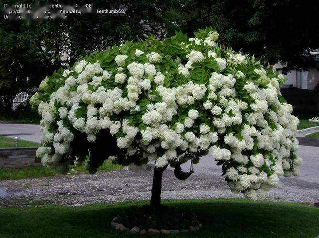 开花无敌的圆锥绣球想要收获一把秋色的小秘诀修剪