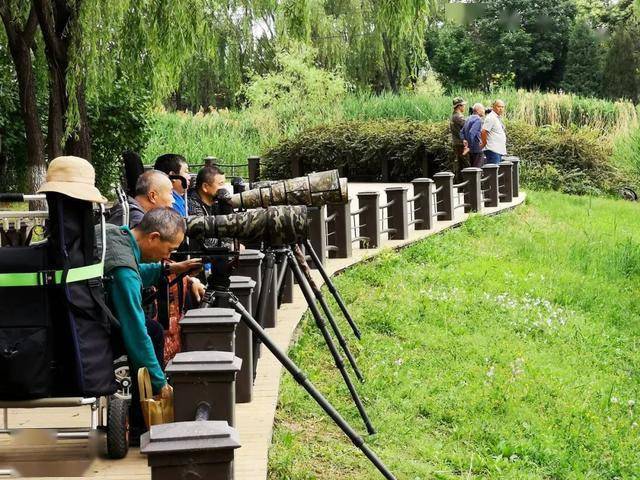 "打鸟"的大爷们往往一群人一起,带上攻城掠地的三脚架,和人称江湖隐形