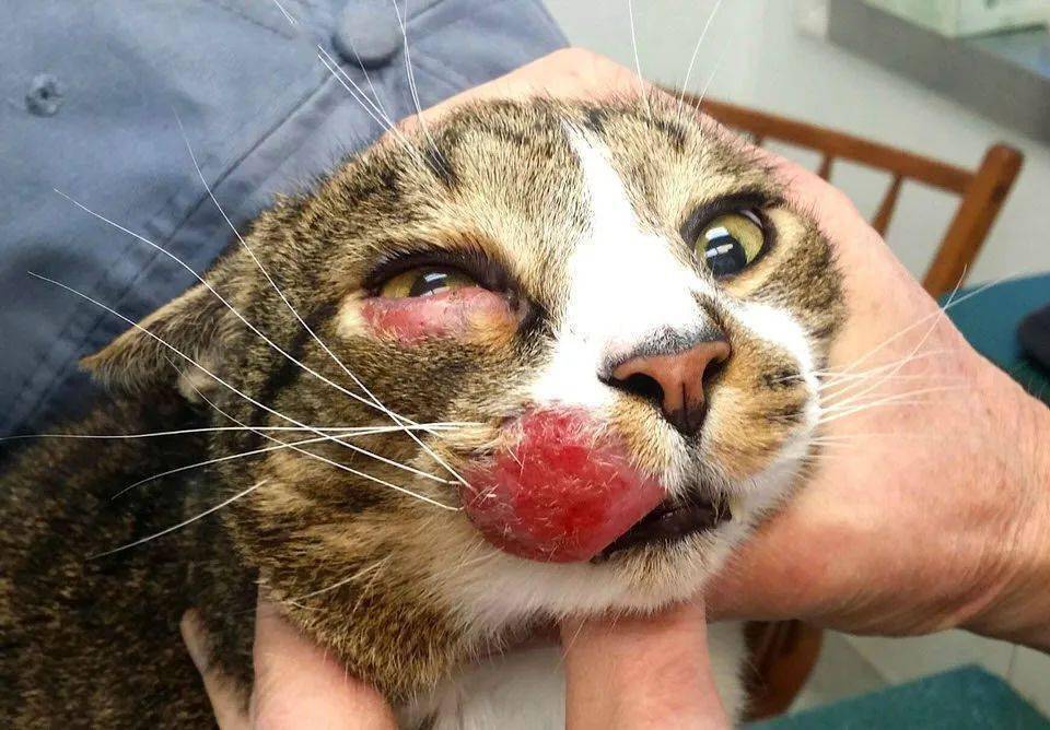 猫淋巴肿瘤
