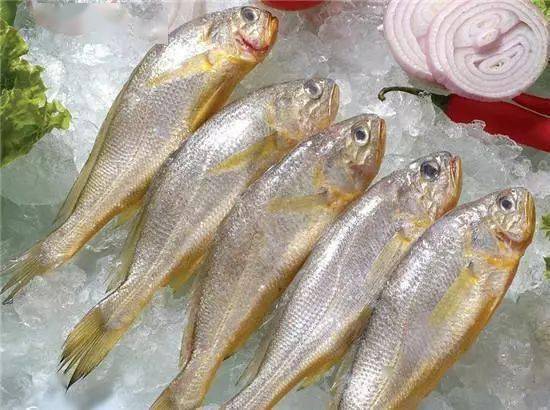 有斗门人认识黄鱼春吗夏季研发新菜这三种河鲜正