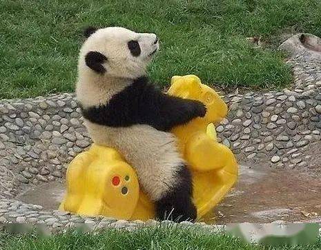 熊猫头摇摇椅表情包图片