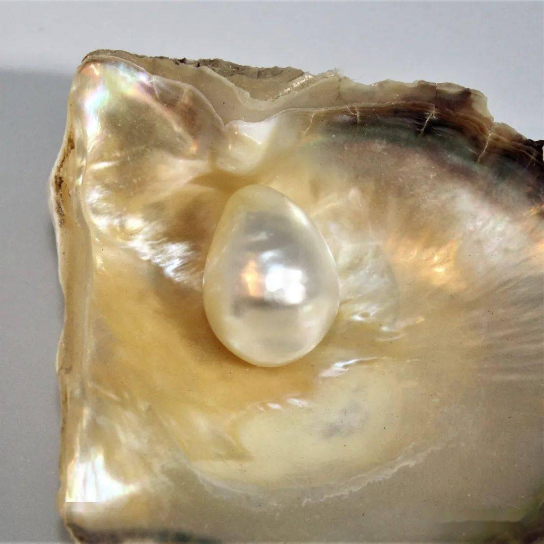 一颗堪比100套房天然野生珍珠你必须了解一下