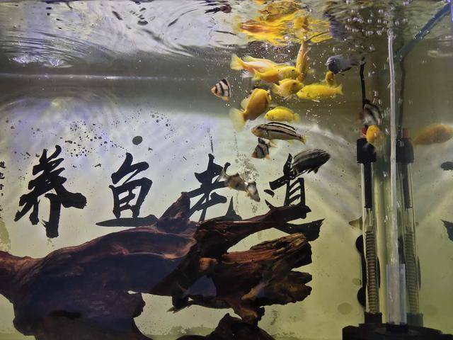 它们吃的都很欢,再过几天,养鱼老道预定的罗汉鱼和马克吐司就要到货了