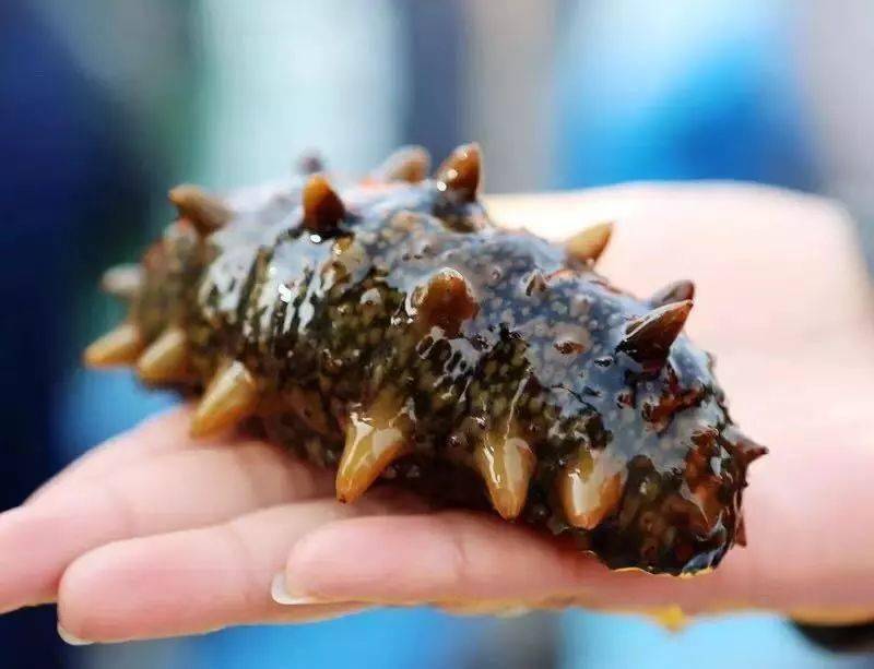 百万人在线云游荣成海参小镇引关注