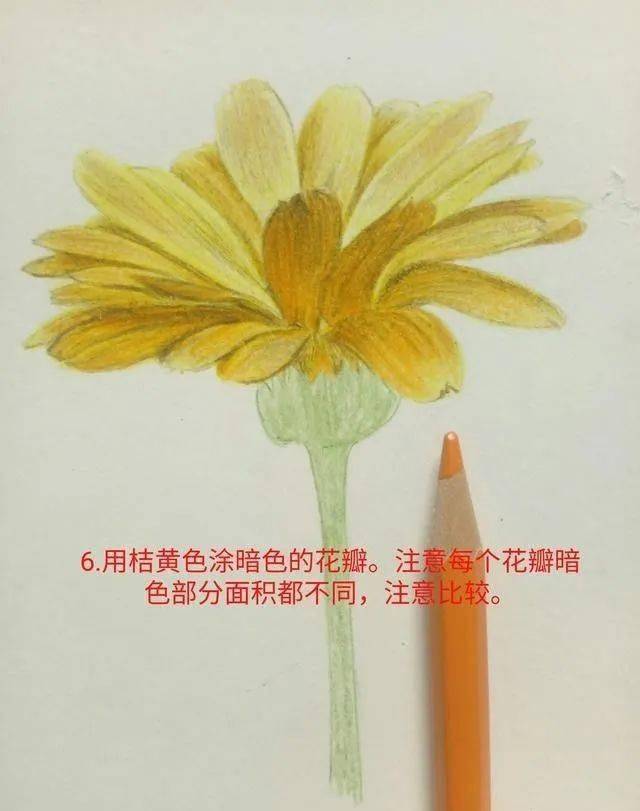 彩铅画入门教程 炎炎夏日下绽放的金盏花 来源:东青手绘 导读:2020
