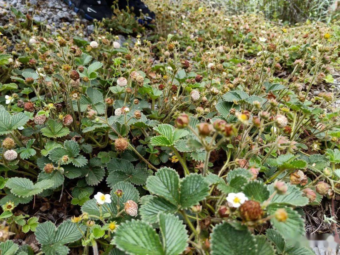 我们那叫"白泡",你们那叫什么?