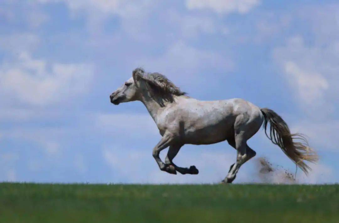 东乌原创蒙古马的神韵