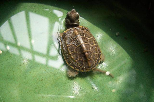 草龟能活多久图片