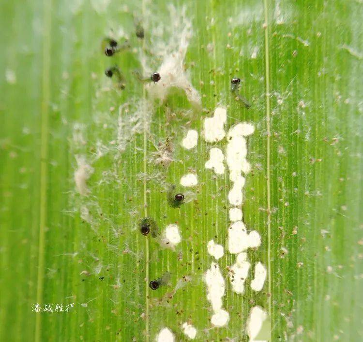 草地贪夜蛾实拍高清图鉴整理转载