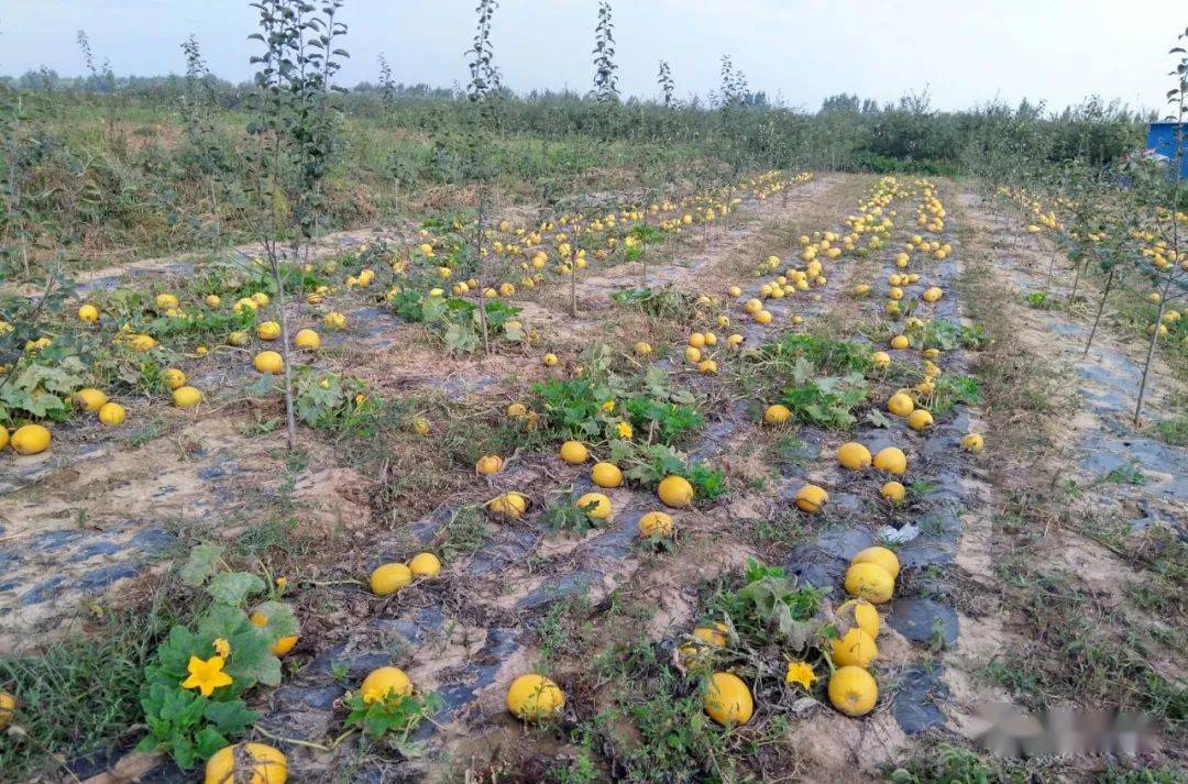 灵台产业链上建支部合作社里强服务党员示范带民富