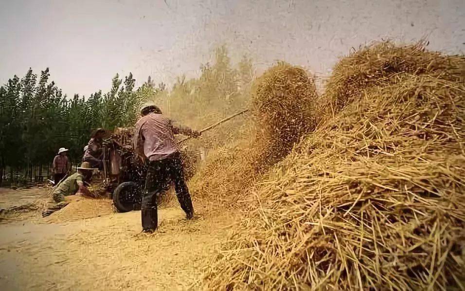 收麦子喽!快来看看河北麦收老照片