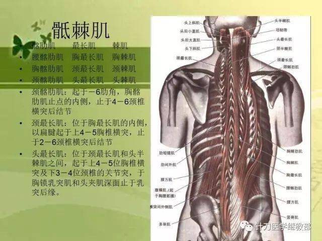 课件分享腰部疾病的相关解剖