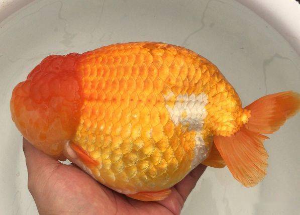 福州飞艺,福州春园鲤,如皋长蝶,苏州保发等国内知名渔场,鎏金,元宝狮