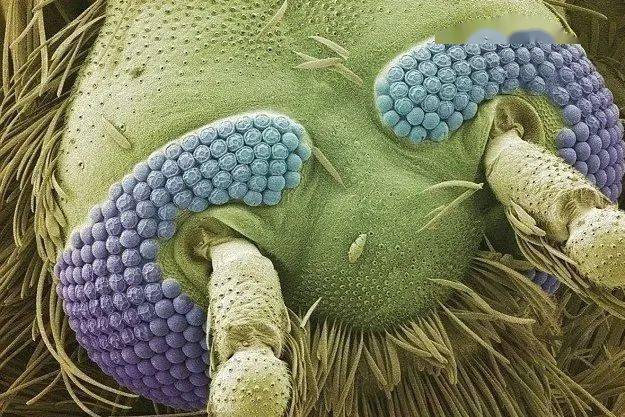 放大50倍的人类皮肤表层长出的睫显微镜下的花椰菜用上颚夹带微芯片的