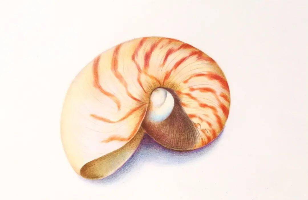 彩铅画入门教程 | 彩铅手绘 "鹦鹉螺"的画法步骤