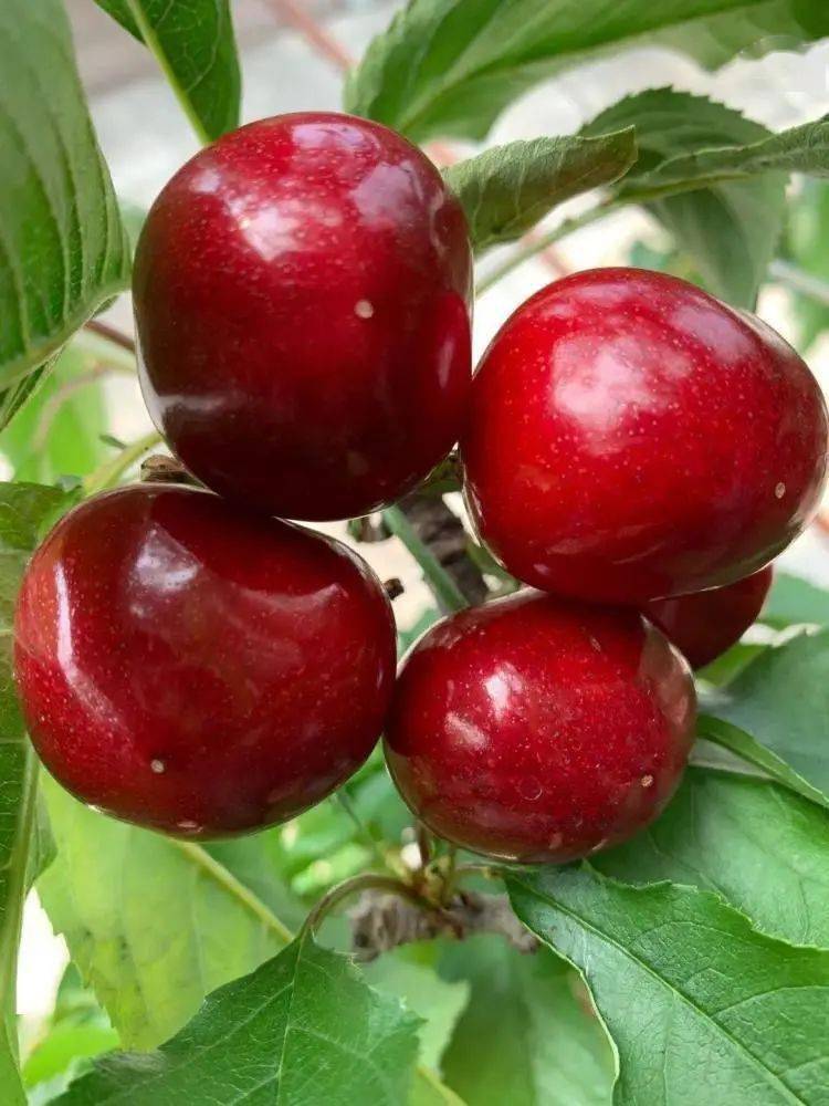 山东栖霞美早大樱桃产地直销个大丨清甜丨脆嫩丨多汁颗颗精品