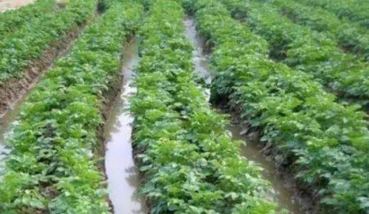 马铃薯浇水有哪些注意事项马铃薯浇水原则及注意事项
