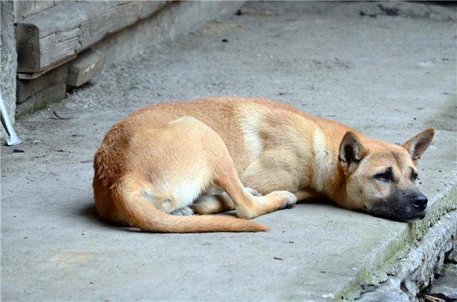 铲屎官独自玩手机,狗狗吃醋后使出大力,女主人竟被扳倒在了地上
