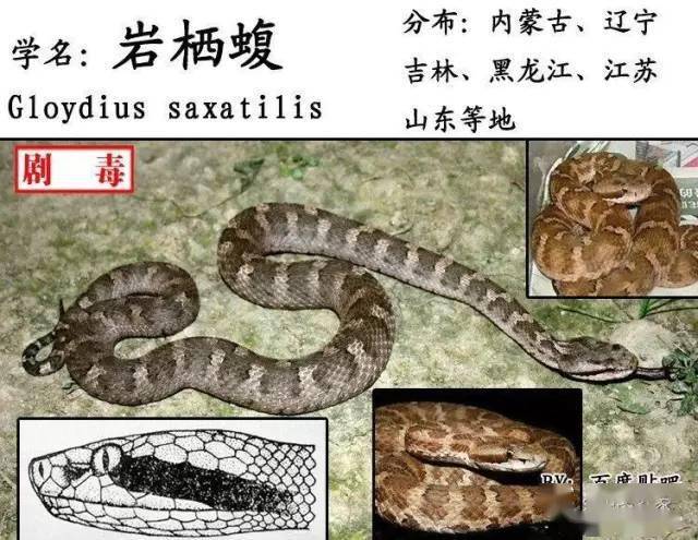 中国蛇类图鉴蛇咬伤识蛇宝典