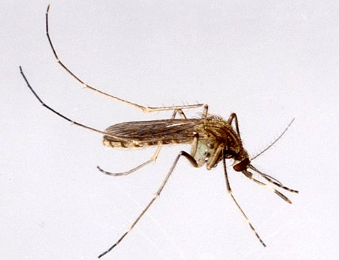 疟蚊长什么样子图片图片