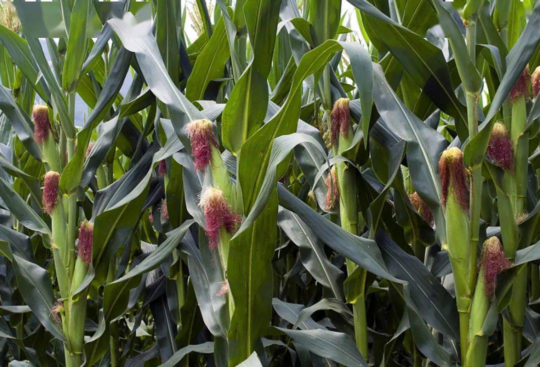 【农化科普】玉米丫子到底掰不掰?