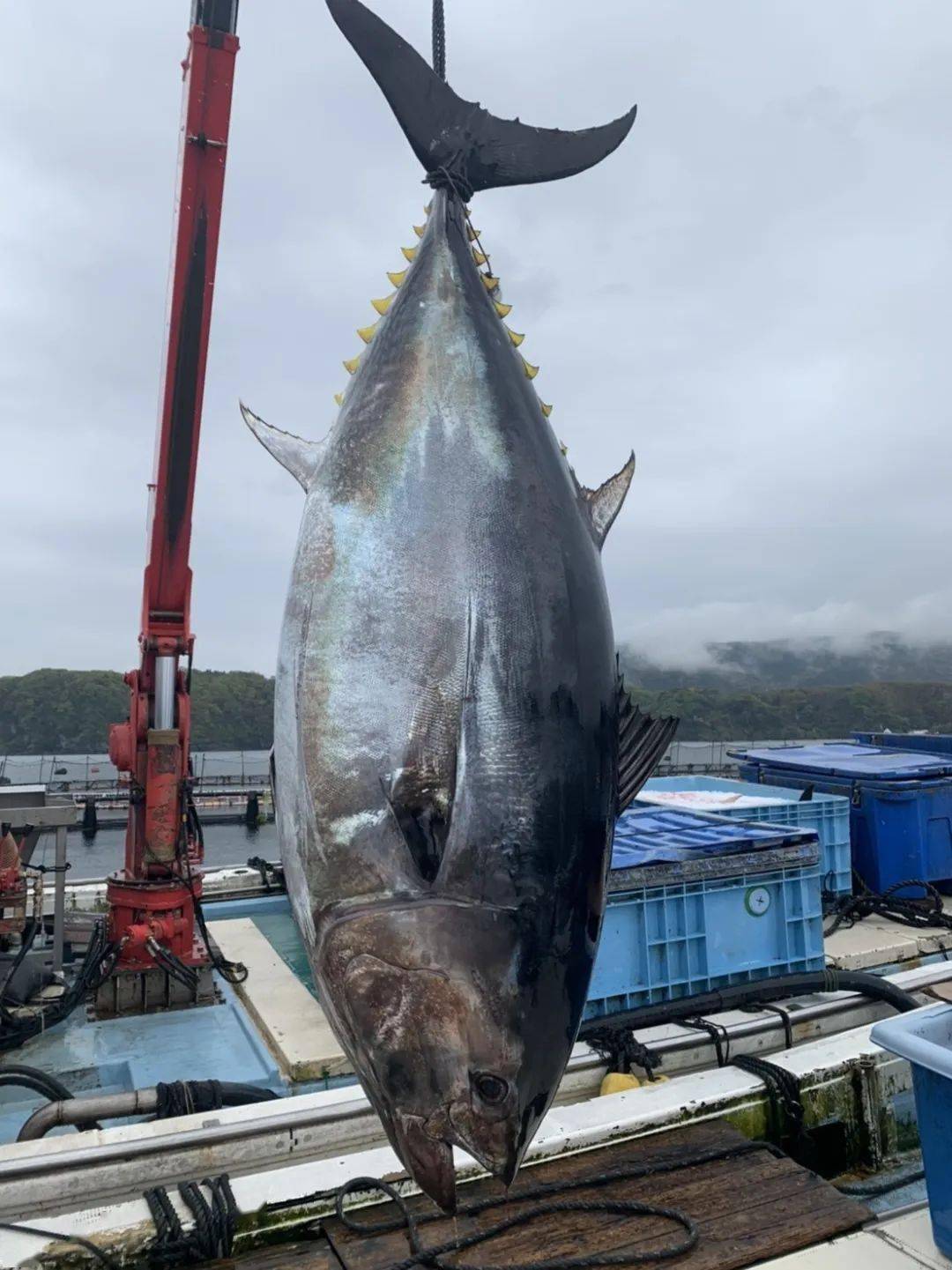 的大腹讓各國美食家神魂顛倒這就是刺身之王——藍鰭金槍魚它數量稀少