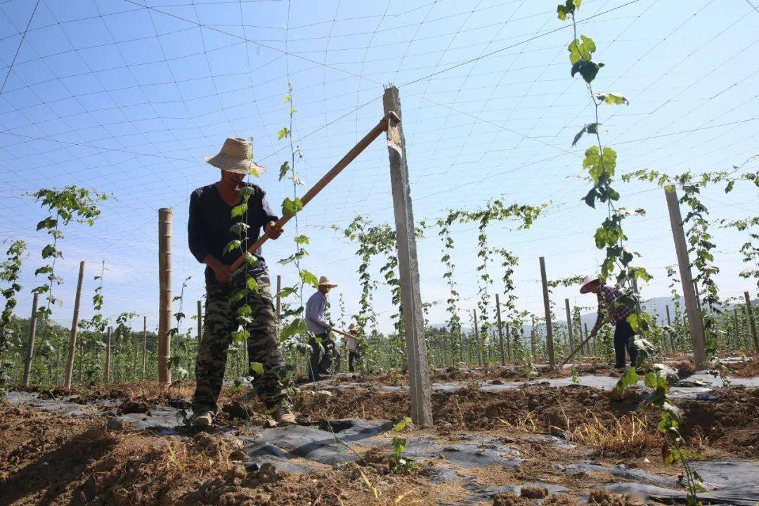 6月8日,在天门镇龙云村70亩瓜蒌种植基地,村民们在辛勤劳作.